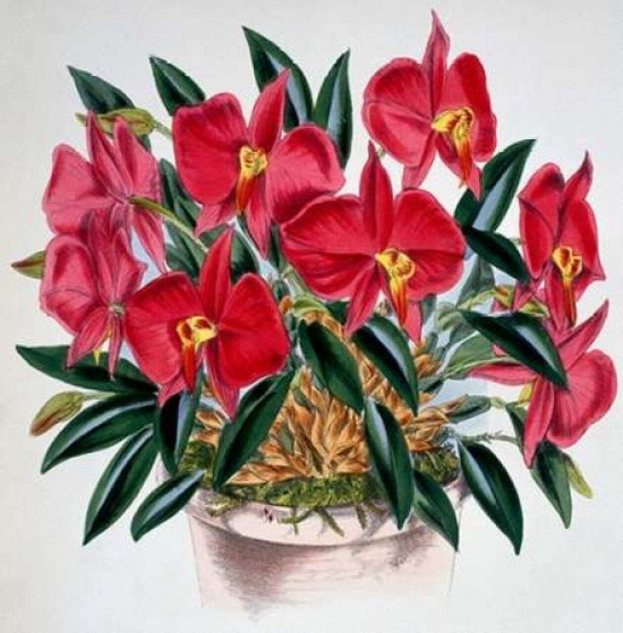 Sophronitis Grandiflora Poster Print by Samuel Jennings - Item # VARPDX278078
